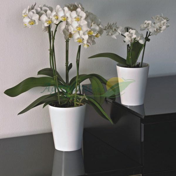 macetas decorativas clivo-orchidea