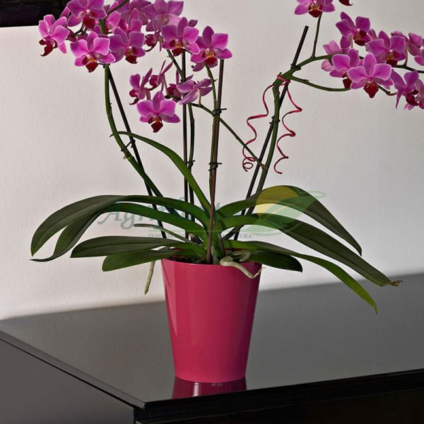maceta clivo orchidea lima