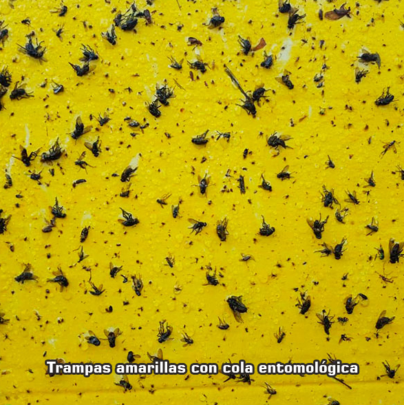 trampas amarillas con cola entomologica