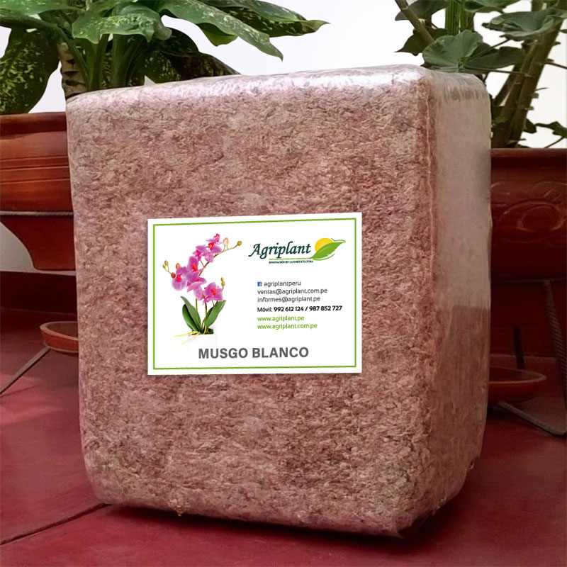 Punto de exclamación aliviar Faial Musgo Blanco – Productos Agricolas lima, Sustratos para almácigo, Macetas  decorativas, Perú | Agriplant